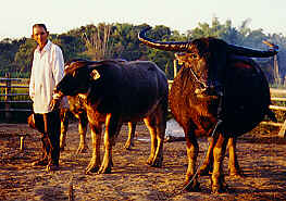 Wasserbueffel, Ban Doi Ngam, Chiang Saen, Chiang Rai  (13.4 K)